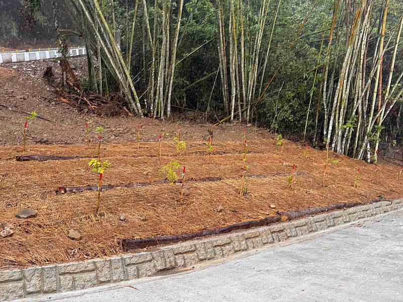 利用現地風倒木進行林道邊坡加固，降低豪雨沖蝕，同時也減少混泥土使用量。