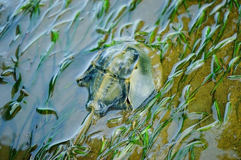 甘藻海草床可提供幼鱟食物來源與棲息環境。
