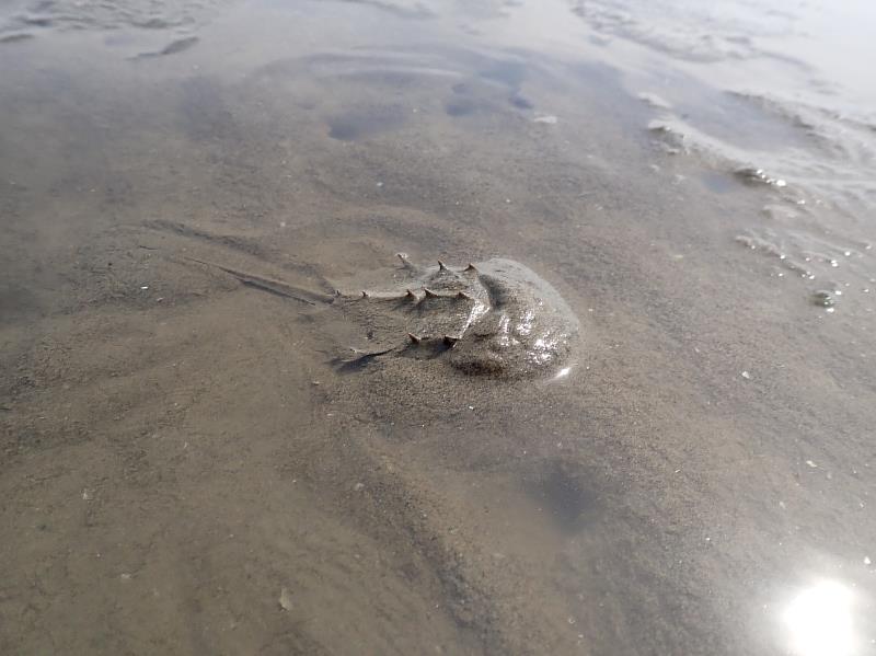 幼鱟棲息於泥灘潮間帶⽣⻑發育。