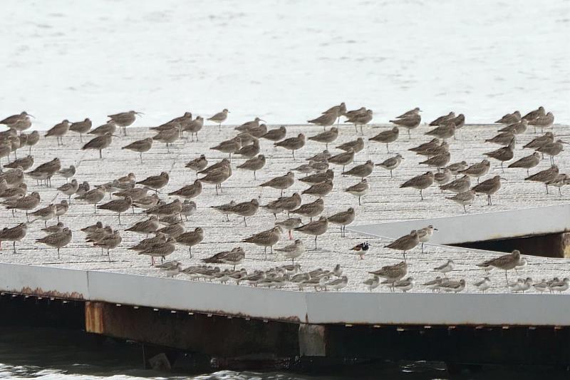 漲潮期間，水鳥聚集於賞蟹步道休息。