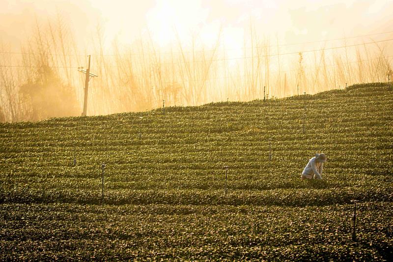 2026台灣燈會形象片「嘉義・乘光而行」點閱破百萬，科技與傳統交織引發廣大共鳴。