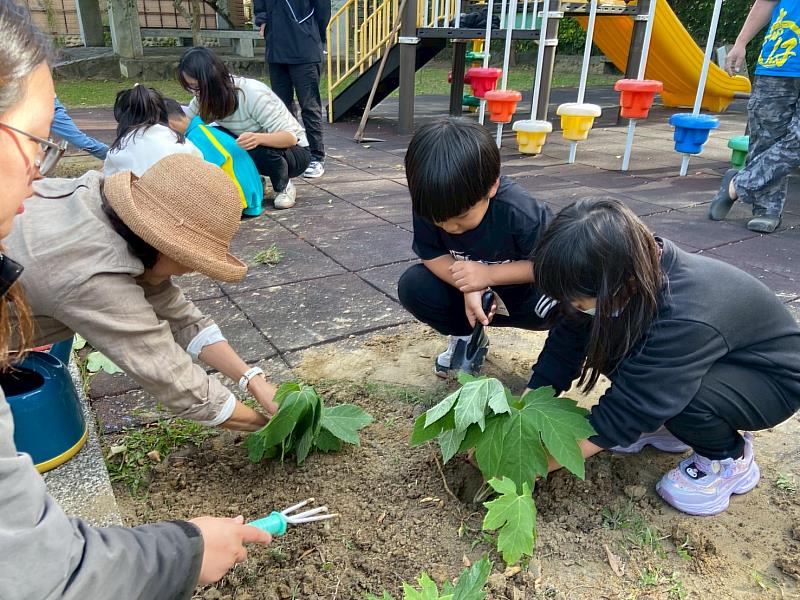 張秀美老師教學童如何種植蓪草。