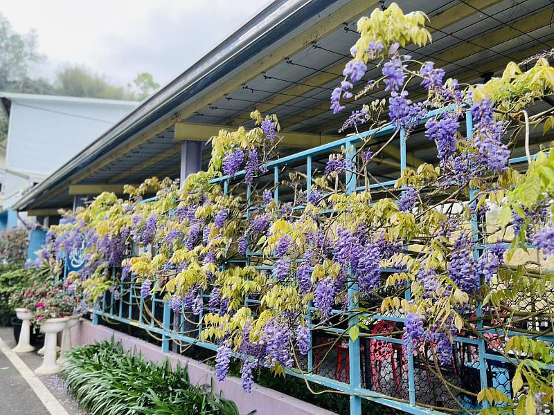3月紫藤花季即將登場,邀民眾體驗山城慢旅。