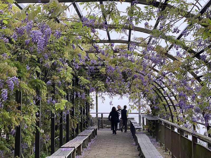 3月紫藤花季即將登場,邀民眾體驗山城慢旅。