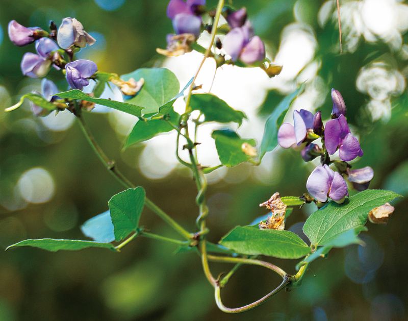 糧食作物－鵲豆的花，泰雅族人會將鵲豆豆子和肉類一起煮湯很好吃，現在都和海鮮一起炒。