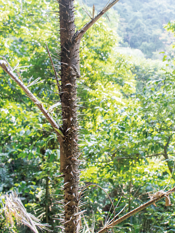 編織作物－黃藤在原住民族扮演重要的角色，是藤器編織材料，可供建物綑綁材料外，也可製成生活器具，如手杖、藤床、椅子、編籃等。