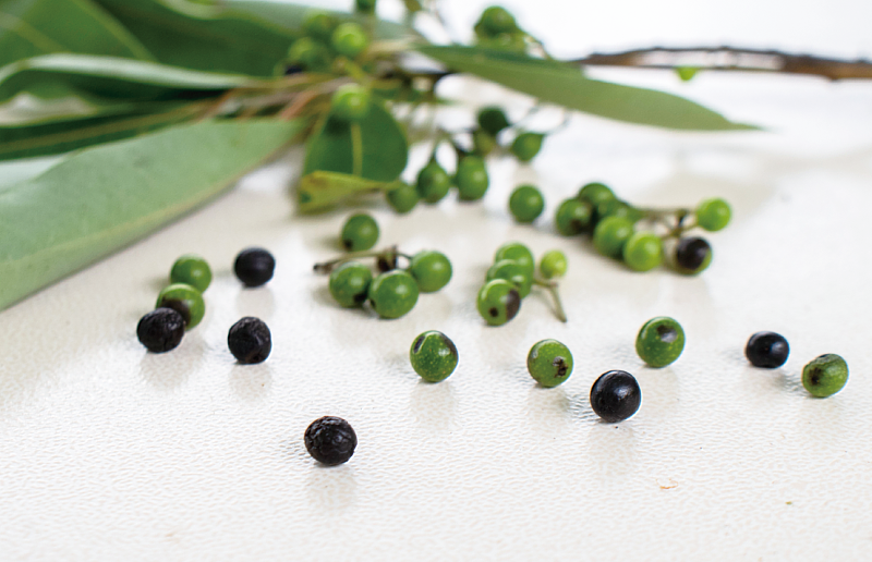 香料作物－馬告，馬告果實成熟後會變成黑色，泰雅族人常把馬告當零食直接吃。