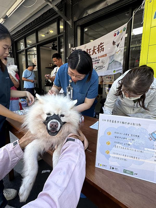 嘉義市115年犬貓絕育+狂犬病疫苗補助同步開跑。