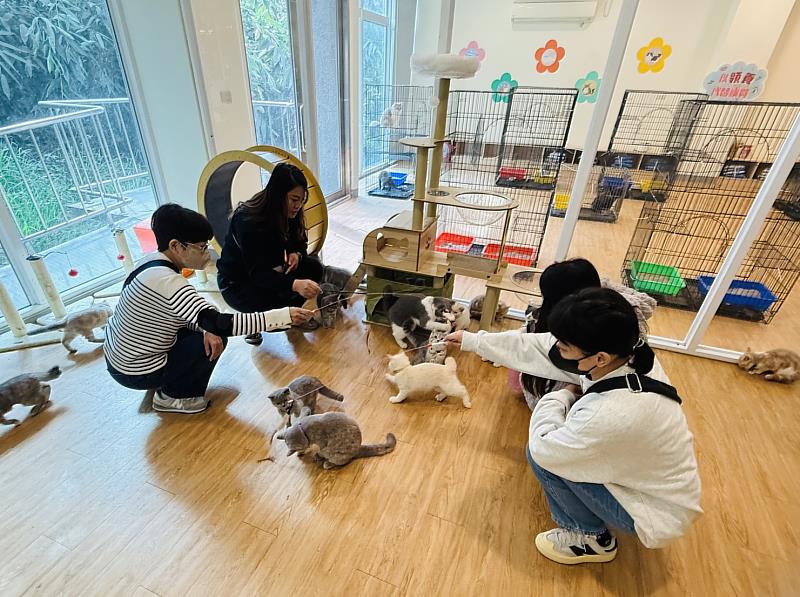 嘉義縣喵星人命定配對活動30日截止