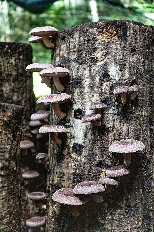 嘉義縣阿里山鄉十字社區發展協會林下栽植段木香菇，經過林農悉心照料，香菇生長厚實。