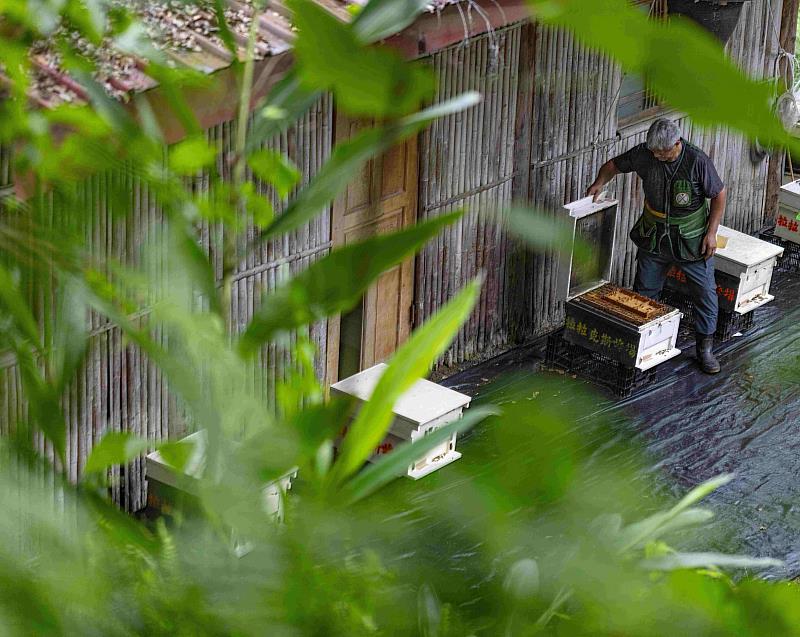 阿里山原住民農林業生產合作社在阿里山特富野經營林下養蜂，生產高品質森林蜂產品。