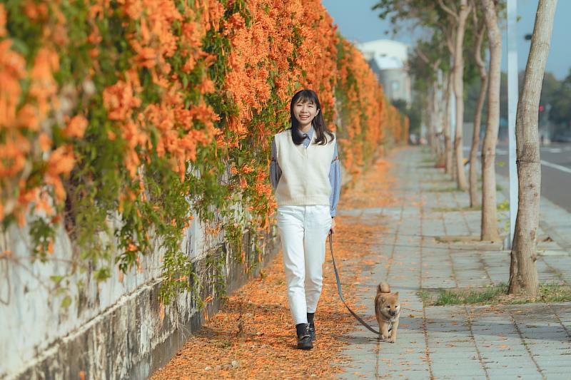 炮仗花瀑綻放迎新春。