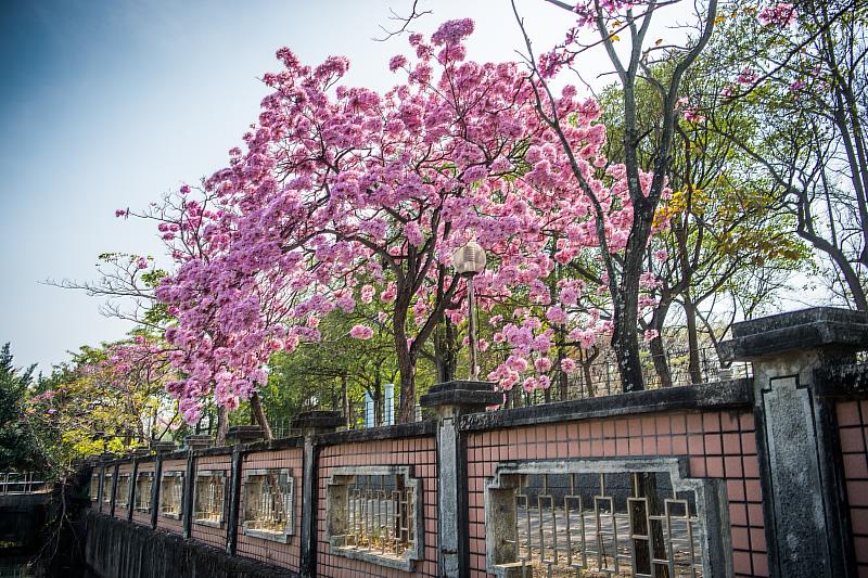 洋紅風鈴木也接力盛開為街頭添上一抹浪漫粉紅。