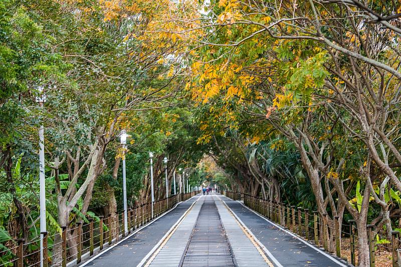 嘉油鐵馬道紅瓦厝站無患子葉片呈現閃耀金光的林蔭隧道。