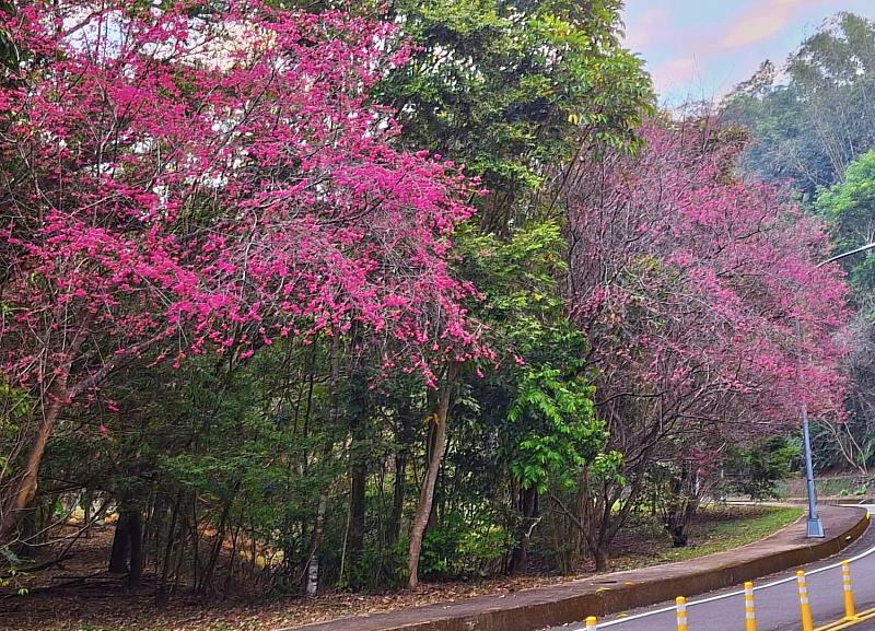 暨大機車道上櫻花現況實景。（攝影家李榮芳老師提供）