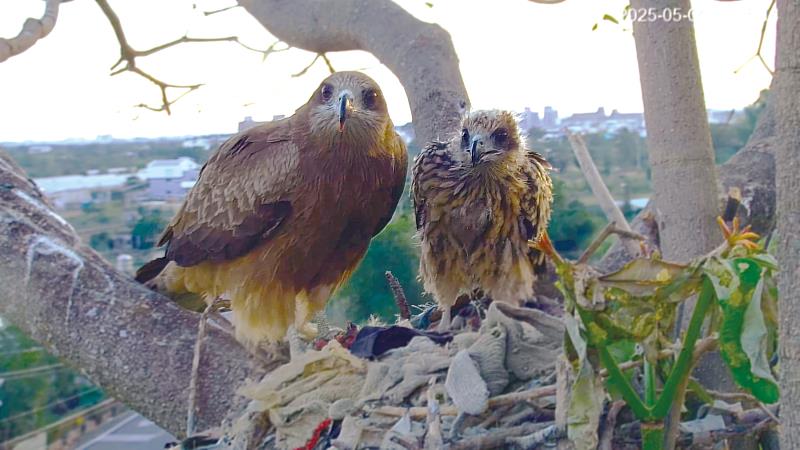 黑鳶研究人員開設《鷹你而生》頻道進行24小時巢位觀察。（屏科大鳥類生態研究室提供）