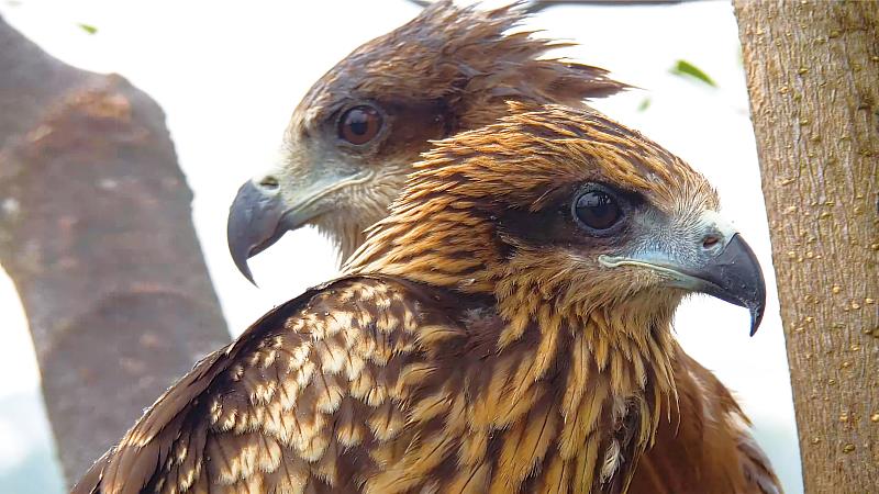 黑鳶研究人員開設《鷹你而生》頻道進行24小時巢位觀察，後者為嘖嘖（黑鳶亞成鳥）。（屏科大鳥類生態研究室提供）