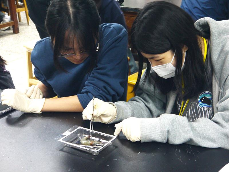 參與營隊的高中學生在中山醫大實驗室進行節肢動物解剖實作，體驗生科研究。