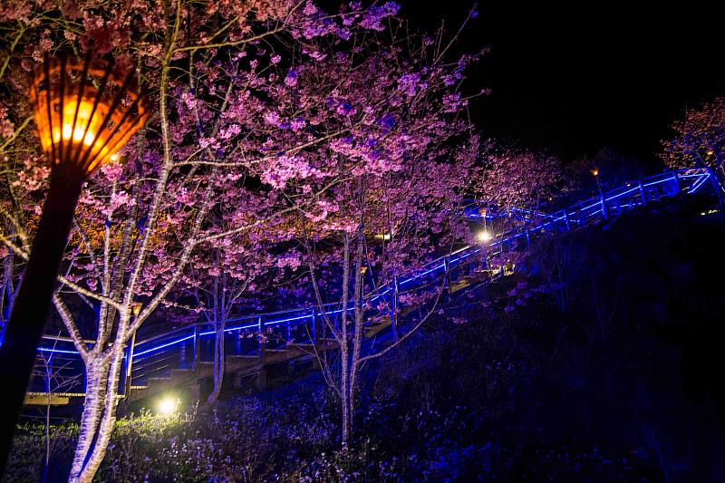 雲霧步道遇見夜櫻浪漫 嘉義石棹茶旅兩日遊正夯
