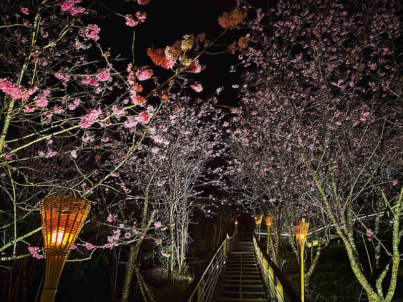 雲霧步道遇見夜櫻浪漫 嘉義石棹茶旅兩日遊正夯