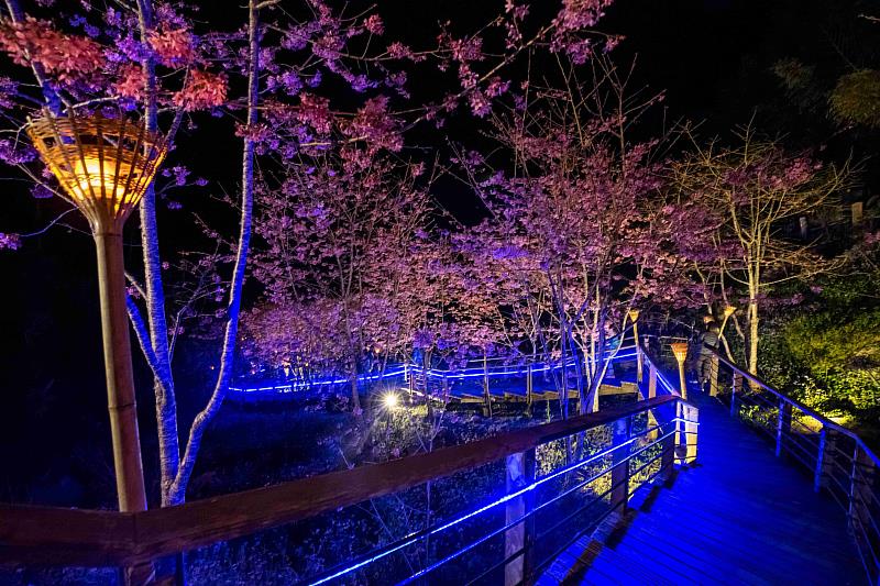 雲霧步道遇見夜櫻浪漫 嘉義石棹茶旅兩日遊正夯