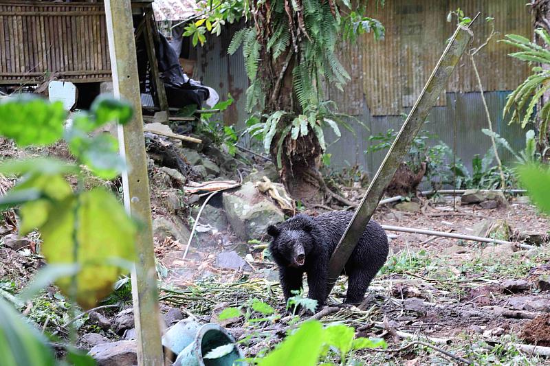 侵擾阿里山部落多時的臺灣黑熊30日於里佳地區被安全套索捕獲。