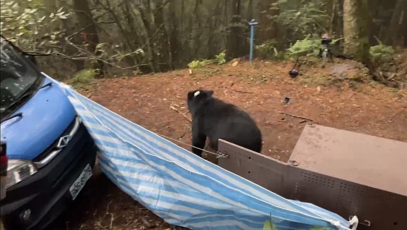 臺灣黑熊於1月30日17時10分順利在石山引水道深處野放。