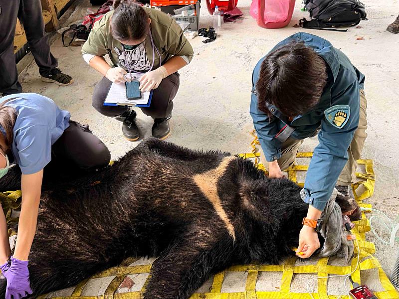 經生物多樣性研究所獸醫檢查確認臺灣黑熊無外傷,為體重123公斤成年公熊。