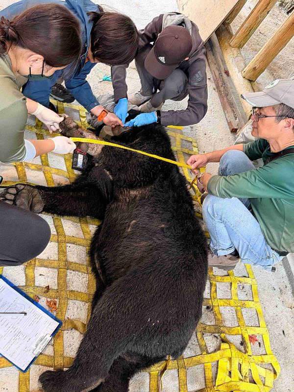 於臺灣黑熊頸部裝設衛星發報器追蹤。