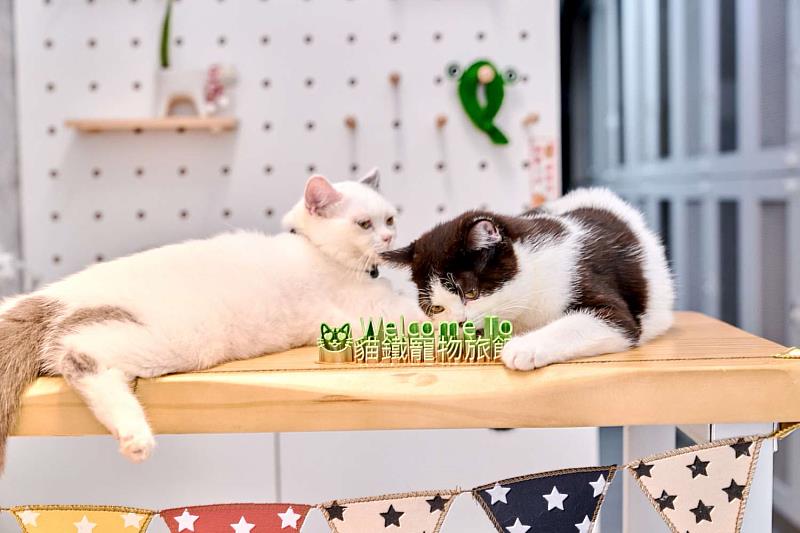 「展翊貓鐵寵物旅館」療癒東區人。