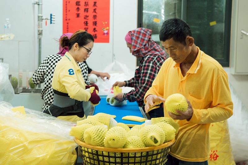 台東深耕星國3年見效！鳳梨釋迦銷售突破1.6萬公斤
