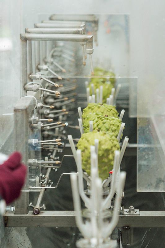 台東深耕星國3年見效！鳳梨釋迦銷售突破1.6萬公斤