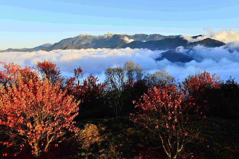 小笠原觀景平台-阿里山國家森林遊樂區。(嘉義分署提供)