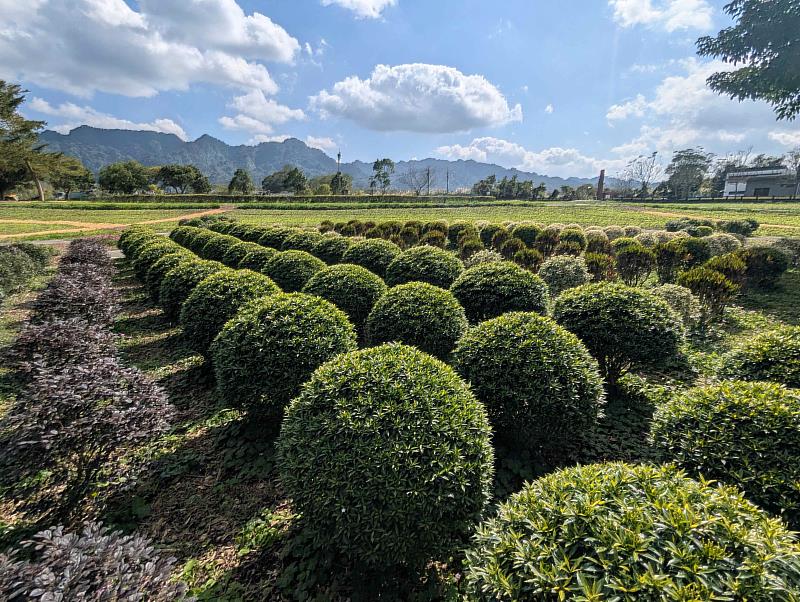 大農大富平地森林園區景觀。（花蓮分署提供）