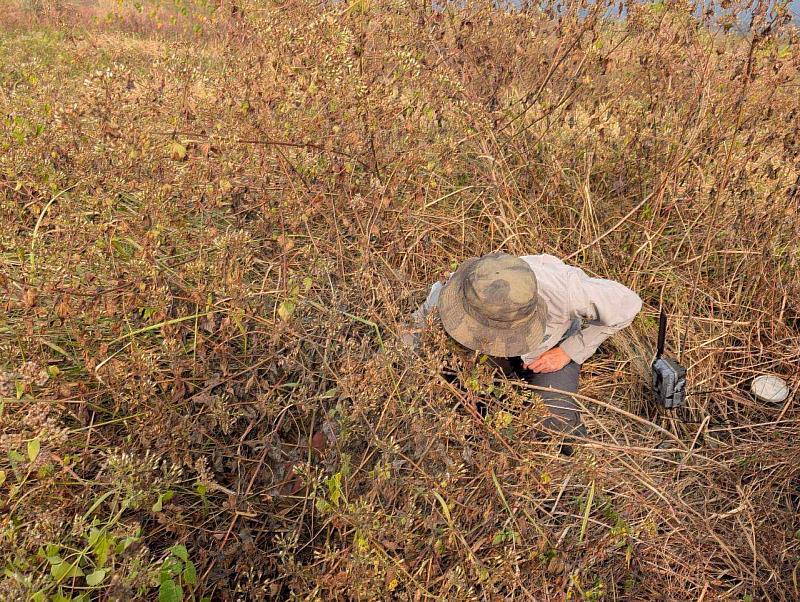 架設自動相機記錄草鴞育雛過程。