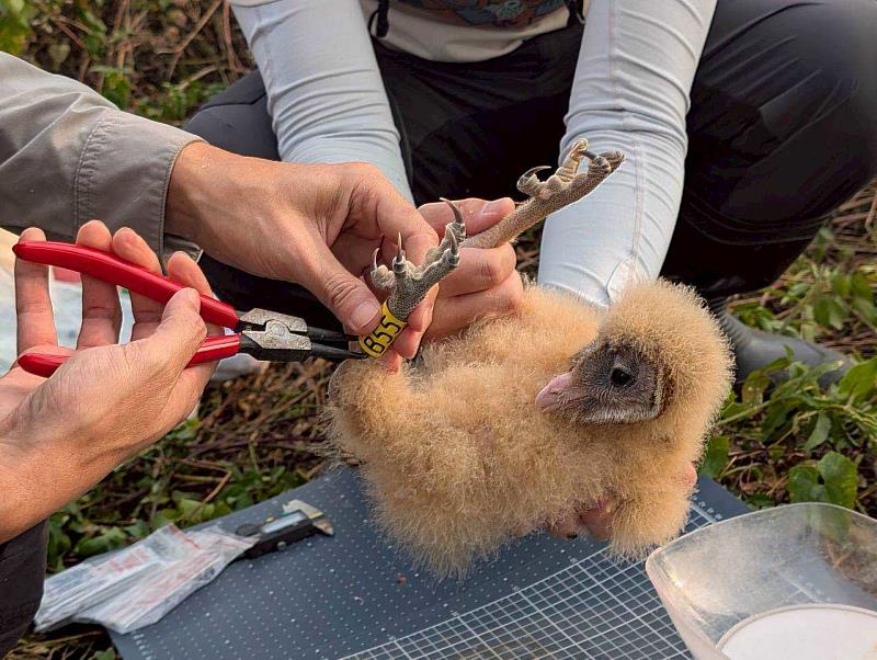 研究人員為滿月的草鴞幼鳥繫上腳標。