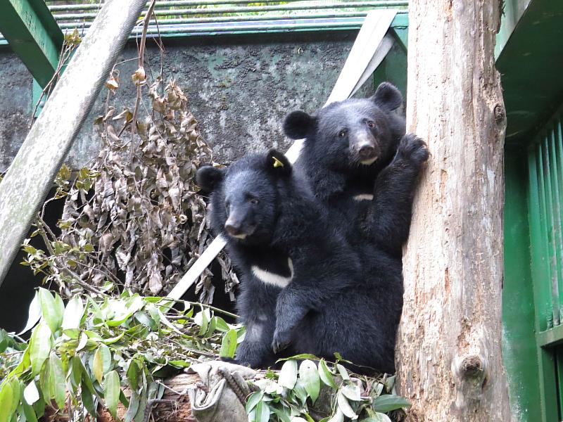 Litu和Mulas合籠。（臺東分署提供）