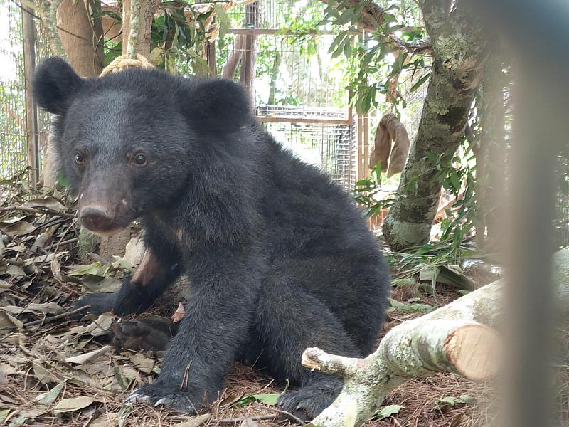 林業保育署出版保育叢書《村裡遇見熊》 分享原鄉社區人熊共生之道