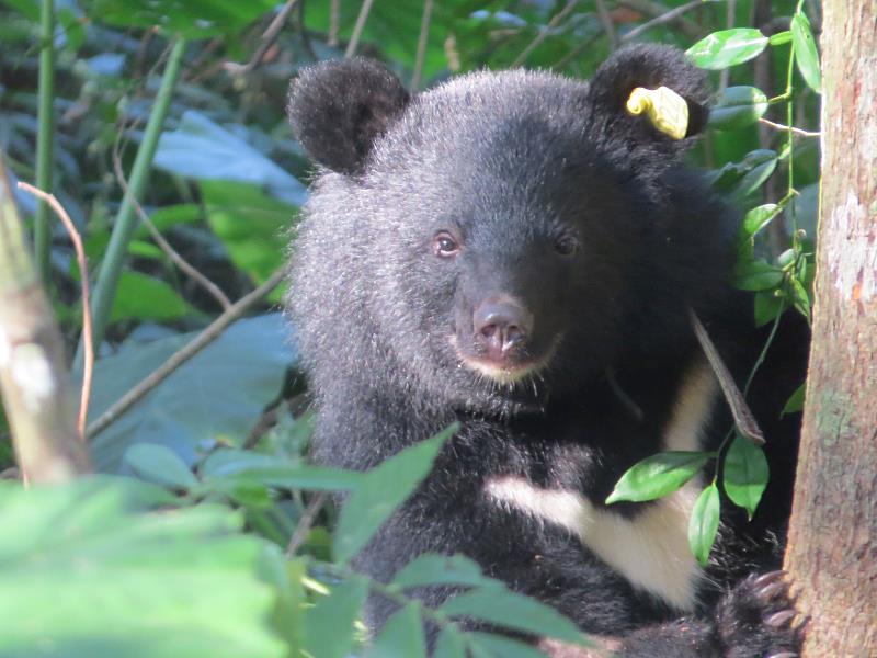 成長的Mulas熊。（臺東分署提供）