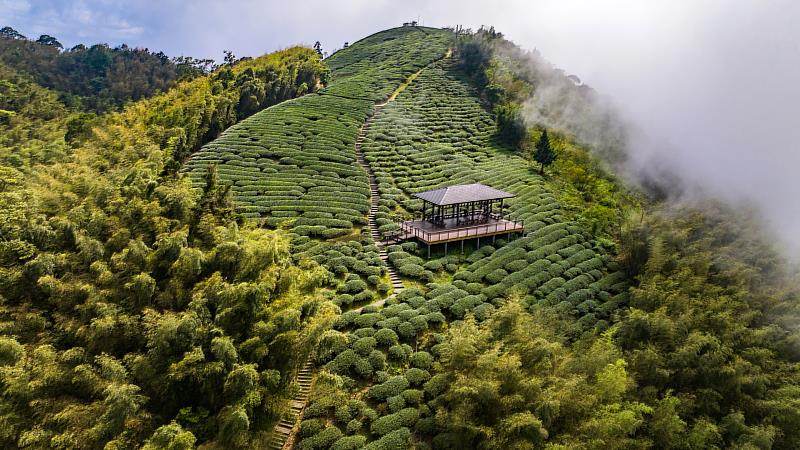 台灣蘊藏好茶，漫步茶園，也來認識台灣茶的深厚底蘊與獨特風味。（照片為嘉義梅山「雲之南道」茶園步道）