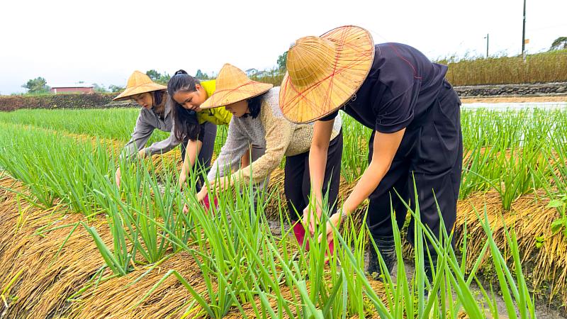 下田拔蔥、穿蛙裝洗蔥,給全家大小滿滿的歡樂農村回憶!(照片為宜蘭「初咪休閒農場」)