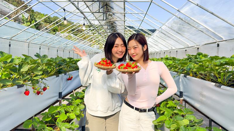 大湖＆內湖草莓季開跑囉！即日起至4月，除了採草莓，農場還有其他多元農業體驗活動。（照片為台北莓圃休閒農園）