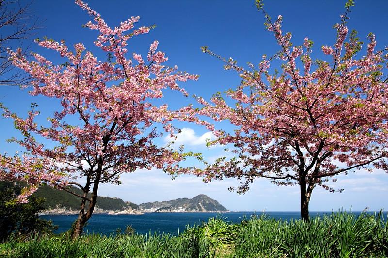 河津櫻分佈在四浦半島曲折的里亞式海岸線上，每年2月上旬便悄然綻放，至中旬迎來最為燦爛的盛放時刻。