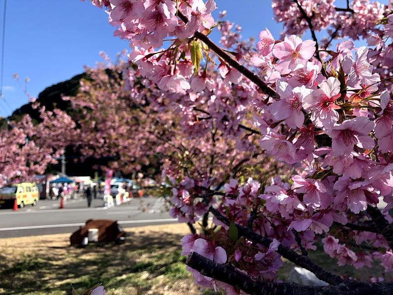 這不僅是一次賞花之旅，更是一場與自然與人文的深度對話，一次滌蕩心靈的優雅體驗。