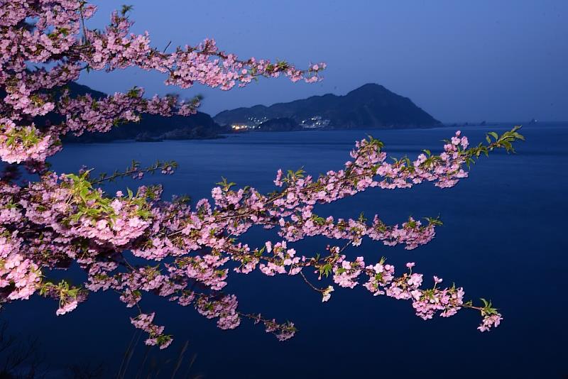 四浦半島的海岸公路是本次祭典最迷人的畫布。無論是駕車悠遊或是漫步其中，您都能隨時停下腳步，捕捉那最觸動心弦的櫻花美景。