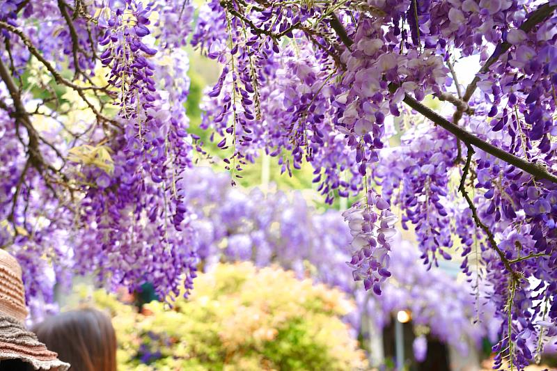 3月瑞里紫藤花季。