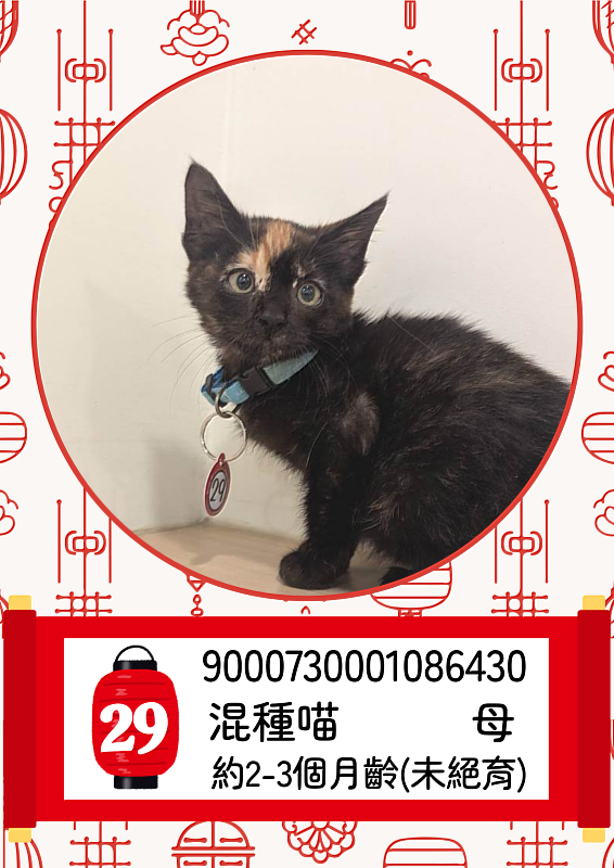 「喵星人命定配對」活動中籤率0.65%，2月8日抽出幸運飼主。