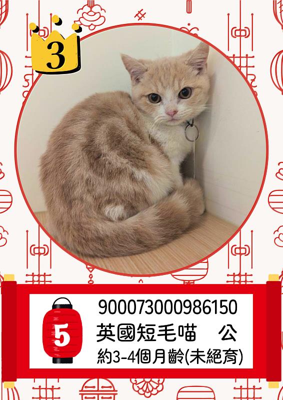 「喵星人命定配對」活動中籤率0.65%，2月8日抽出幸運飼主。