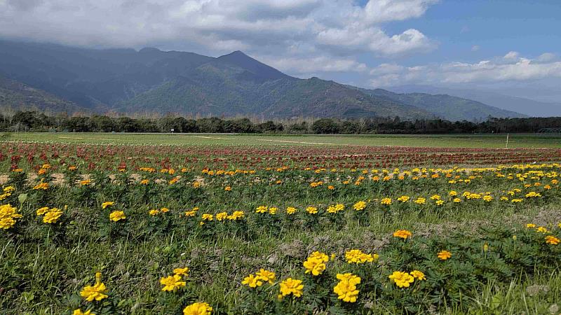 大農大富平地森林園區。
