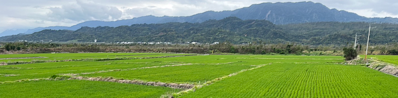 守候多年終圓夢！ 臺東縣府今日起公告「縣有耕地放領」助農民取得土地所有權